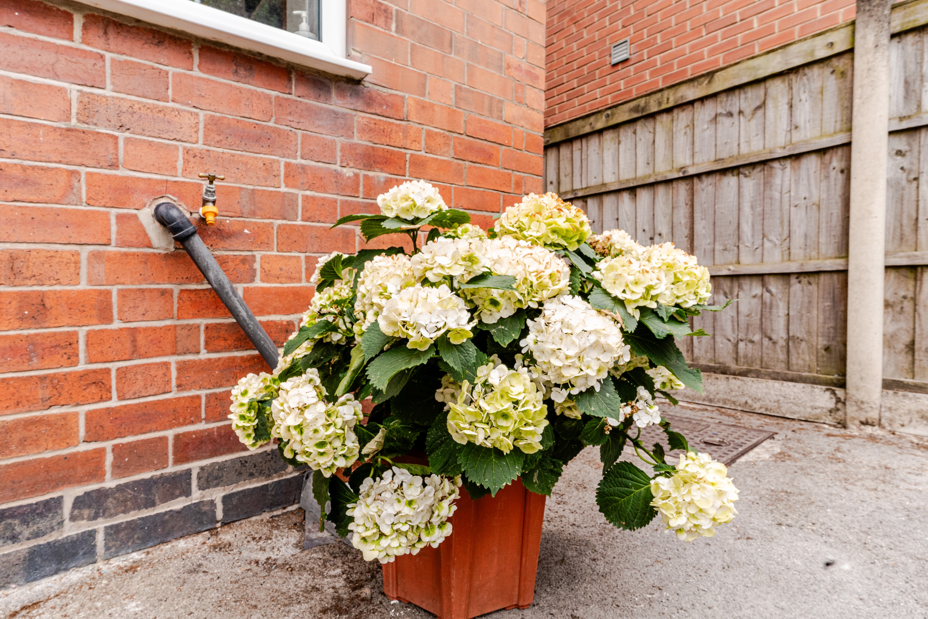 Briany House front garden with hydrangeas